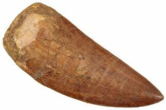 Serrated, Carcharodontosaurus Tooth - Excellent Preservation #245406