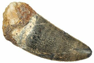 Serrated, Carcharodontosaurus Tooth - Huge Dinosaur Tooth #245449