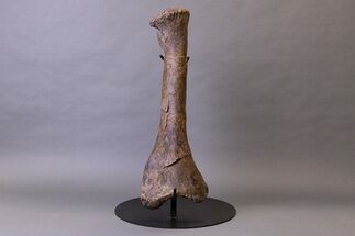 Huge, Adult Hadrosaur (Hypacrosaurus) Tibia Bone - Montana #245513
