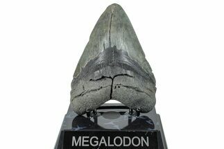 Fossil Megalodon Tooth - South Carolina #236368