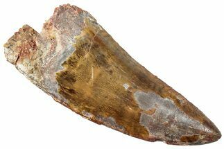 Serrated, Carcharodontosaurus Tooth - Huge Dinosaur Tooth #245557