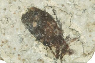 Detailed Fossil March Fly (Plecia) w/ Legs - Wyoming #245668