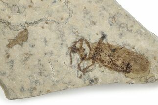 Detailed Fossil March Fly (Plecia) - Wyoming #245638