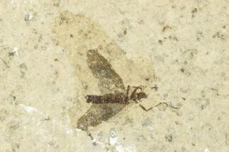 Detailed Fossil March Fly (Plecia) w/ Legs - Wyoming #245645