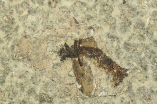 Detailed Fossil March Fly (Plecia) - Wyoming #245650