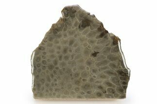 Free-Standing, Petoskey Stone (Fossil Coral) Section - Michigan #245485