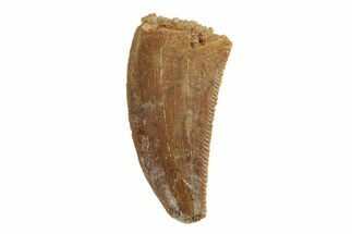 Serrated, Raptor Tooth - Real Dinosaur Tooth #245796