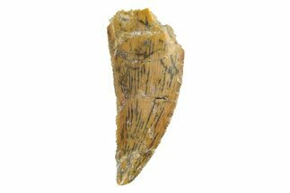 Serrated, Raptor Tooth - Real Dinosaur Tooth #245806
