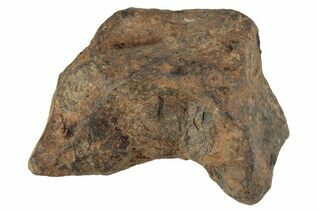 Agoudal Meteorites For Sale