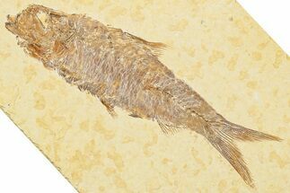 Detailed Fossil Fish (Knightia) - Wyoming #244205