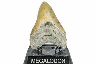 Serrated, Fossil Megalodon Tooth - North Carolina #245761