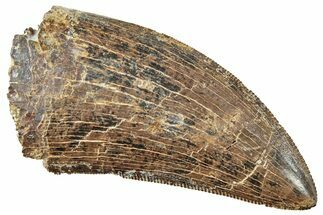 Serrated, Tyrannosaur (Nanotyrannus?) Tooth - Montana #245873