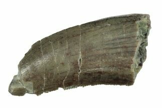 Rare, Serrated, Megalosaurid (Marshosaurus) Tooth - Colorado #245956