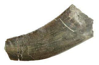 Serrated Dinosaur (Allosaurus) Tooth - Colorado #245960