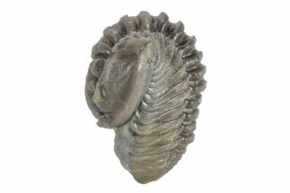 Partially Enrolled Flexicalymene Trilobite - Mt Orab, Ohio #245195