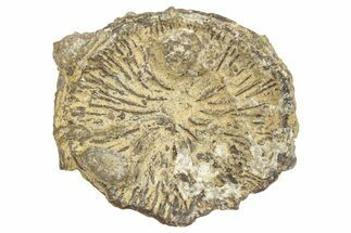 Jurassic Fossil Coral - Portugal #244794
