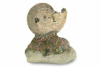 Iridescent, Pyritized Ammonite (Quenstedticeras) Fossil Display #244936