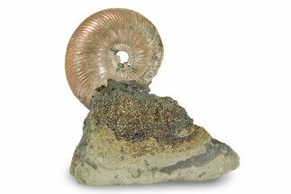 Iridescent, Pyritized Ammonite (Quenstedticeras) Fossil Display #244938