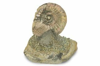 Iridescent, Pyritized Ammonite (Quenstedticeras) Fossil Display #244942