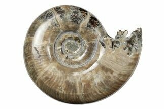 Polished, Sutured Ammonite (Argonauticeras) Fossil - Madagascar #246213