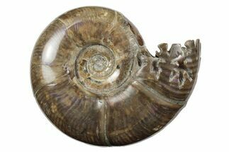 Polished, Sutured Ammonite (Argonauticeras) Fossil - Madagascar #246216