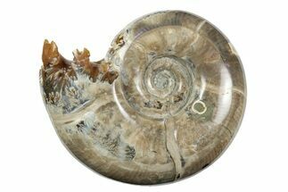 Polished, Sutured Ammonite (Eotetragonites?) Fossil - Madagascar #246220