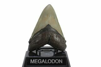 Fossil Megalodon Tooth - North Carolina #245879