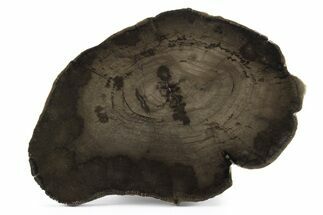 Polished Petrified Wood Round - Utah #244905