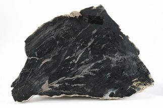 Triassic Petrified Wood (Conifer) Slab - Circle Cliffs, Utah #245589