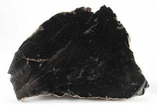 Triassic Petrified Wood (Conifer) Slab - Circle Cliffs, Utah #245597