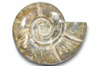 Polished Ammonite (Argonauticeras) Fossil - Purple Iridescence #246207