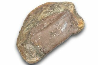 Fossil Dinosaur Phalanx (Toe) Bone - Montana #246234