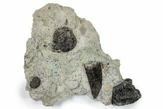 Allosaurus Tooth In Sandstone - Bone Cabin Quarry, Wyoming #246278