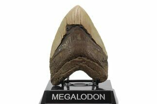 Fossil Megalodon Tooth - North Carolina #245902