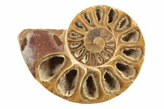 Jurassic Cut & Polished Ammonite Fossil (Half) - Madagascar #239535