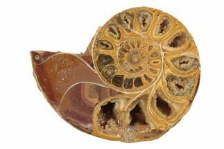 Jurassic Cut & Polished Ammonite Fossil (Half) - Madagascar #239522