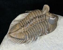 Tower Eyed Erbenochile Trilobite - #14675