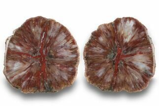 Polished Agate Replaced Barite Nodule Pair - Utah #246316