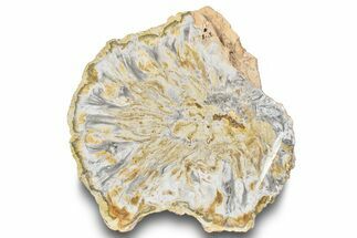 Polished Petrified Cycad (Cycadales) Fossil #246328