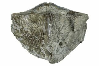 Pyrite-Replaced Brachiopod (Paraspirifer) Fossil - Ohio #246644