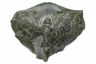 Pyrite-Replaced Brachiopod (Paraspirifer) Fossil - Ohio #246657