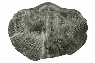 Pyrite-Replaced Brachiopod (Paraspirifer) Fossil - Ohio #246659