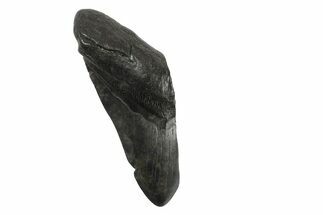 Partial, Fossil Megalodon Tooth - South Carolina #240128