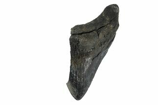 Partial, Fossil Megalodon Tooth - South Carolina #240136