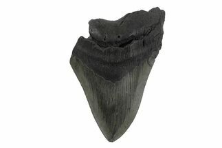 Partial, Fossil Megalodon Tooth - South Carolina #240137
