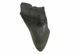 Partial, Fossil Megalodon Tooth #240140