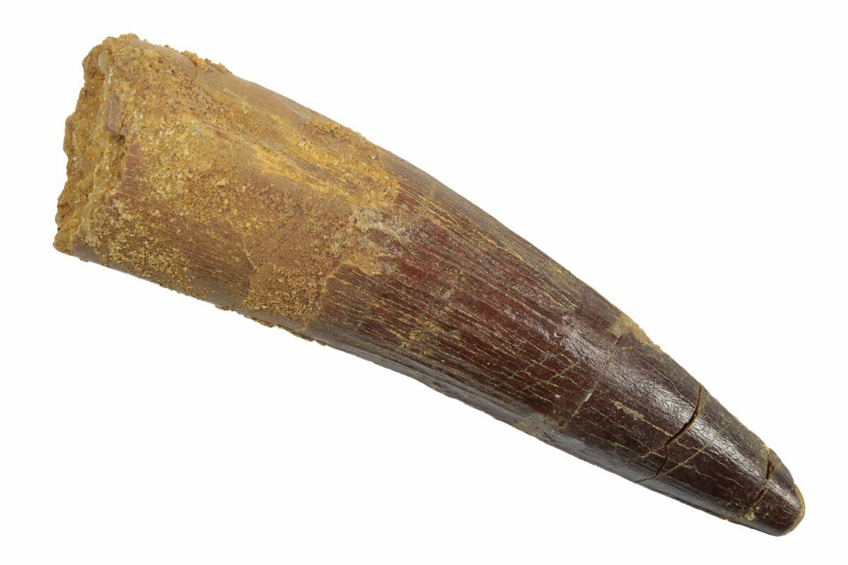 2.67" Fossil Spinosaurus Tooth Real Dinosaur Tooth (246892) For Sale