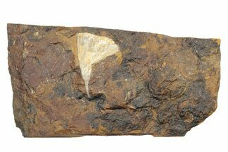 Fossil Ginkgo Leaf From North Dakota - Paleocene #247107