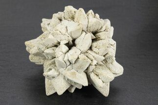 Stellate Glendonite (Calcite Pseudomorph) Cluster - Russia #247201