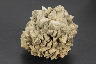 Stellate Glendonite (Calcite Pseudomorph) Cluster - Russia #247210